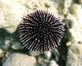 Black and white thorned sea urchin