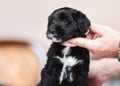 Black and white Tibetan terrier puppy sitting obediently