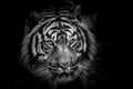 Black and white tiger face closeup Royalty Free Stock Photo