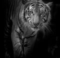 Black and white Tiger portrait in front of black background Royalty Free Stock Photo