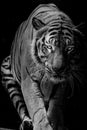 Black and white Tiger portrait in front of black background Royalty Free Stock Photo