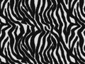 Black-white Tiger print Fur texture, carpet animal skin background, black and white theme color, look smooth, fluffy and soft. Royalty Free Stock Photo