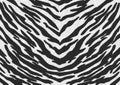 Black-white Tiger print Fur texture, carpet animal skin background, black and white theme color, look smooth, fluffy and soft Royalty Free Stock Photo