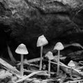 Black and white toadstools growing in mulch