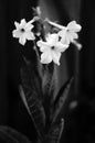 Black and white tobacco flowers Royalty Free Stock Photo