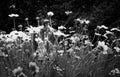 Black and white tomb stones in a cemetery, surrounded by a field of daisies