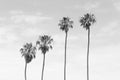 Black and white toned four tall Palm trees with sky background Royalty Free Stock Photo