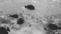 Black and white toned image of big school of tropical fishes swimming at big coral reef in the sea