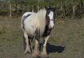 Black and white travellers Cob horse