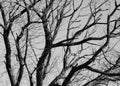 Black and white tree branches background