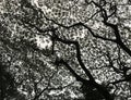 Black And White: Tree Branches, Twigs, Leaves Silhouette On Afternoon Sky Background