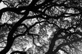 Black and white tree limb textured background