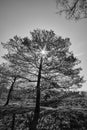 Black and white, tree silhouete with nice shadows and light rays, sunstar from the sun