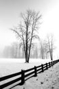 Black & white of tree in snow covered field Royalty Free Stock Photo