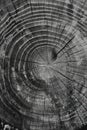 black and white tree stump image Royalty Free Stock Photo
