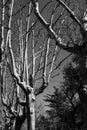 Black and white trees: appearance of anthropomorphic figures in some plane trees. appearance of anthropomorphic figures in some