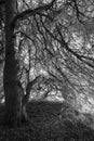 Black and white trees, forest background Royalty Free Stock Photo