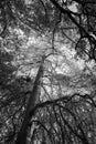Black and white trees, forest background Royalty Free Stock Photo