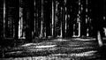 Black and white trees in the forest Royalty Free Stock Photo