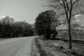 Black and white trees. monochrome photography