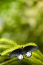 Black and white tropical butterfly with green background Royalty Free Stock Photo