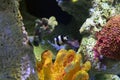 Four-striped damselfish swimming in the coral reefs. Royalty Free Stock Photo