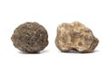 Black and white truffle Royalty Free Stock Photo