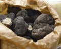 Black and white truffle mushroom Royalty Free Stock Photo