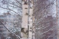 Black and white trunks of Russian birches in the winter Royalty Free Stock Photo