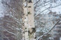 Black and white trunks of Russian birches in the winter Royalty Free Stock Photo