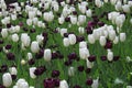 Black and White Tulip Field Royalty Free Stock Photo