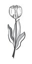 Black and white tulip illustration