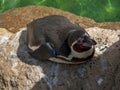 Black and white tux with a black and red beak lies on a rock at