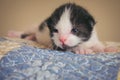 Black and White Tux Kitten on Quilted Blanket