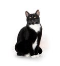 Black and white tuxedo cat