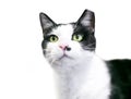 A black and white Tuxedo cat with its left ear tipped, indicating that is has been spayed or neutered Royalty Free Stock Photo