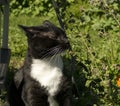 Black and White Tuxedo Cat Sniffing Catnip