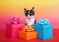 Black and white tuxedo kitten in bright Birthday present boxes