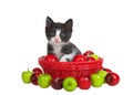 black and white tuxedo kitten, looking directly at viewer. Sitting in red woven basket filled with red and green tiny apples