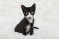 Tuxedo Kitten sitting alone on white shag fluffy rug