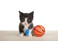 Black and white tuxedo kitten wearing a blue sports whistle sitting on a wood floor next to tiny sized basketball, isolated