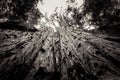 Black and White Twisted Tree Trunk, Looking up at  wicked tree Royalty Free Stock Photo