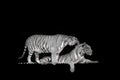 Black and white Two bengal Tiger in forest show head Royalty Free Stock Photo