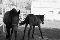 Black and white two horses where one dark goes straight and the second brown back at the stable Royalty Free Stock Photo