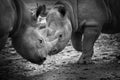 Black and white two rhinoceros Royalty Free Stock Photo