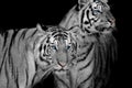 Black & White of two tigers Royalty Free Stock Photo