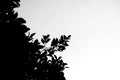 Black and white under dark shadow shade of branches leaves bush on white background.