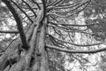 Black and White under giant oak tree