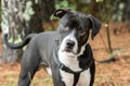 Black and White unneutered male Mastiff Bulldog Pitbull mix dog with harness outside on leash