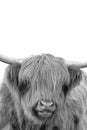 Black and white upright portrait of a Scottish highland cattle cow Royalty Free Stock Photo